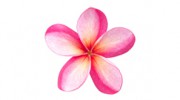 Kauai Island Weddings