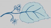 Blue Linden Weddings & Events