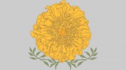 Marigold Flower