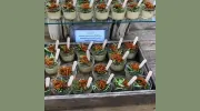 Jacquie's Gourmet Catering